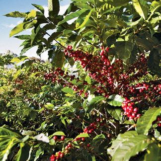 cafés en grains